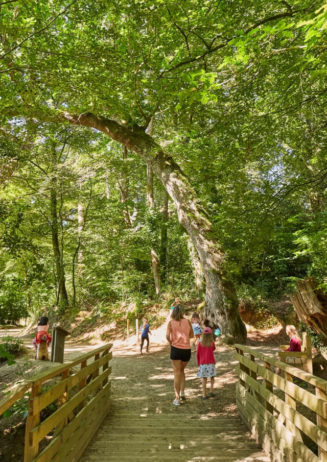 Bois et anse de Penfoulic