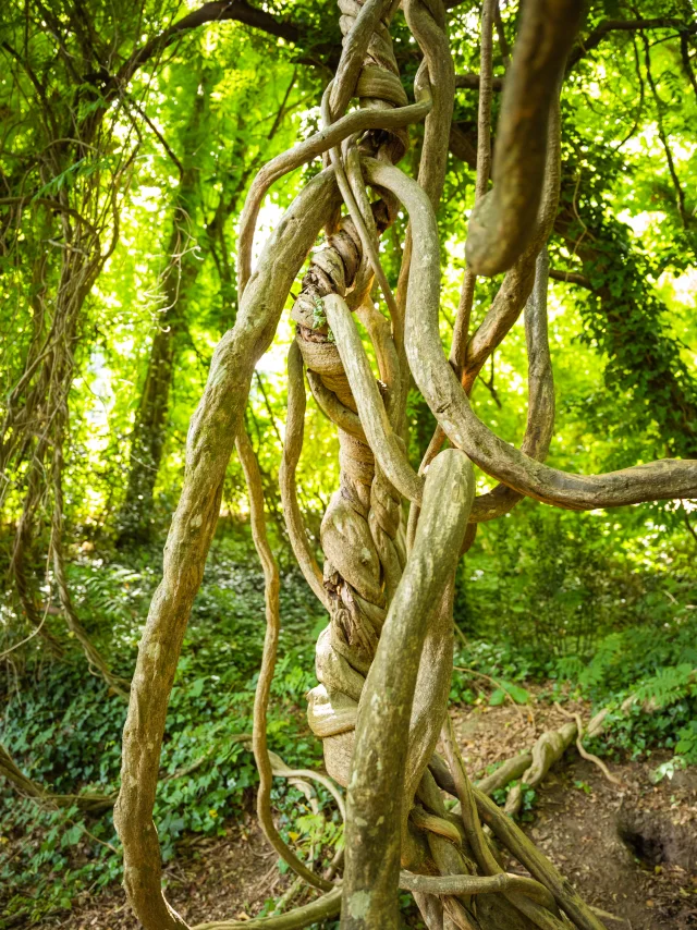 Anse De Penfoulicd.herbreteau 09245
