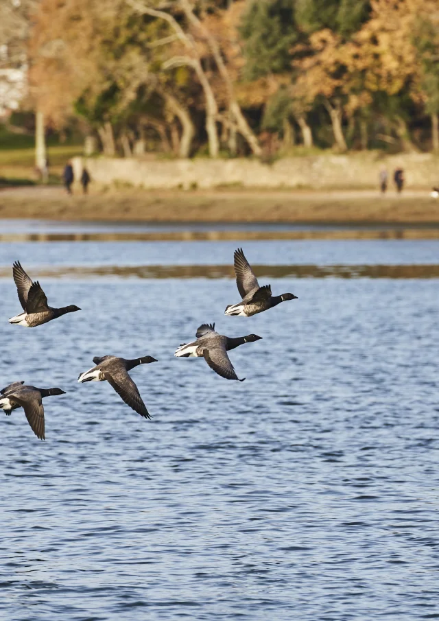 Bernaches, anse de Penfoulic