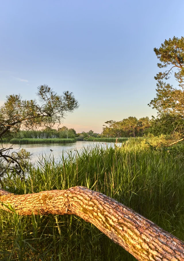 Flg21alamoureux D6a6936