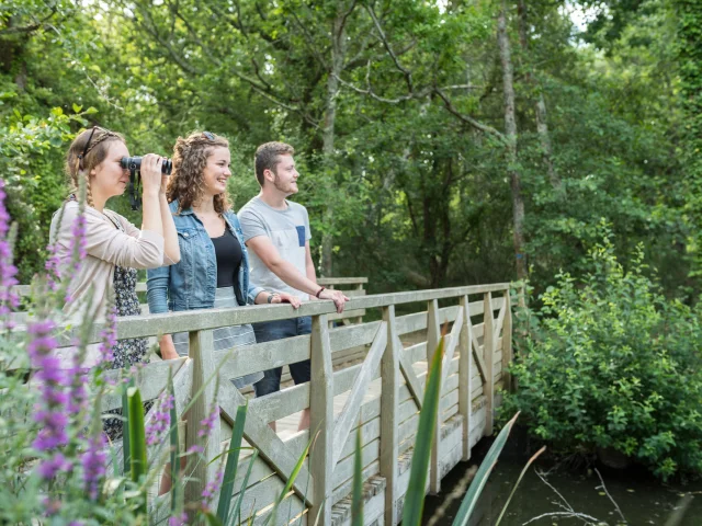 Frankreich, Finistere (29), Fouesnant, die Sümpfe von Mousterlin