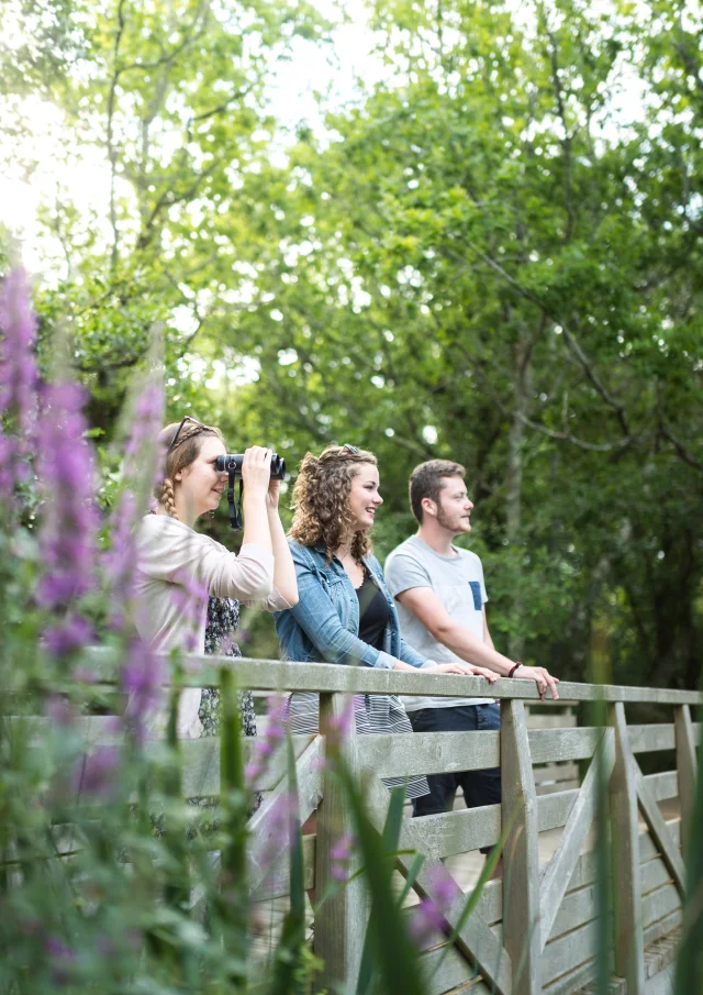 France, Finistere (29), Fouesnant, les marais de Mousterlin