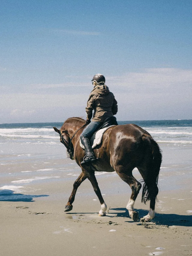 Pexels Anchukk 25020067