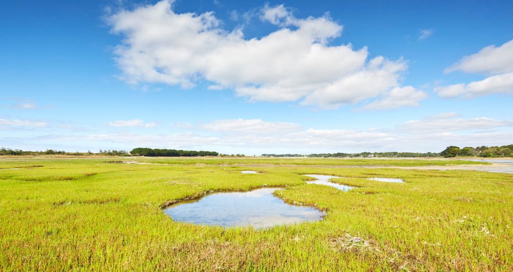 Marsh of Mousterlin