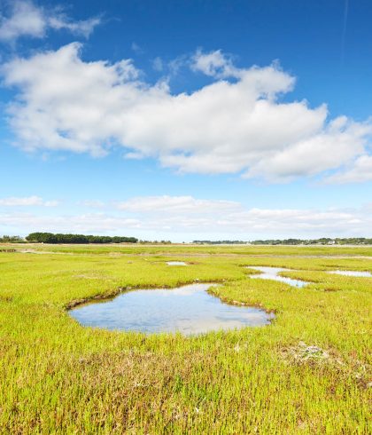 Die Biodiversität des Mousterlin-Polders