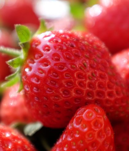 Strawberry from Plougastel