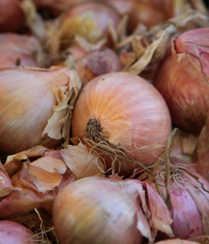 Oignon rosé de Roscoff