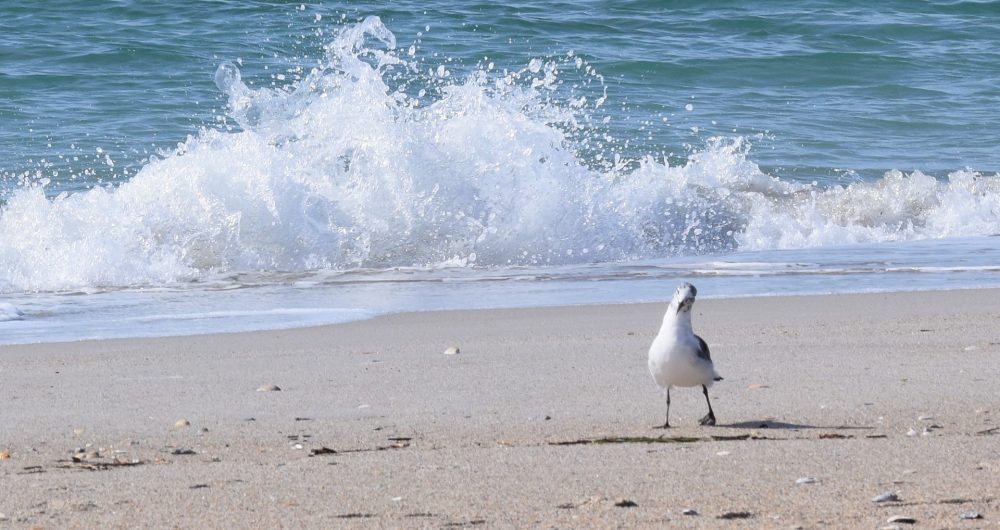 Fouesnant tide times