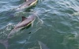 Les Croisières Dufour – Loctudy – Pays Bigouden – Bigoudenjoy