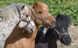 Poney Aven Parc – Aven Parc 2024 – Parc de loisirs – De Concarneau à Pont-Aven