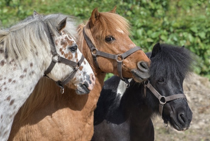 Pony Aven Parc – Aven Parc 2024 – Freizeitpark – Von Concarneau nach Pont-Aven