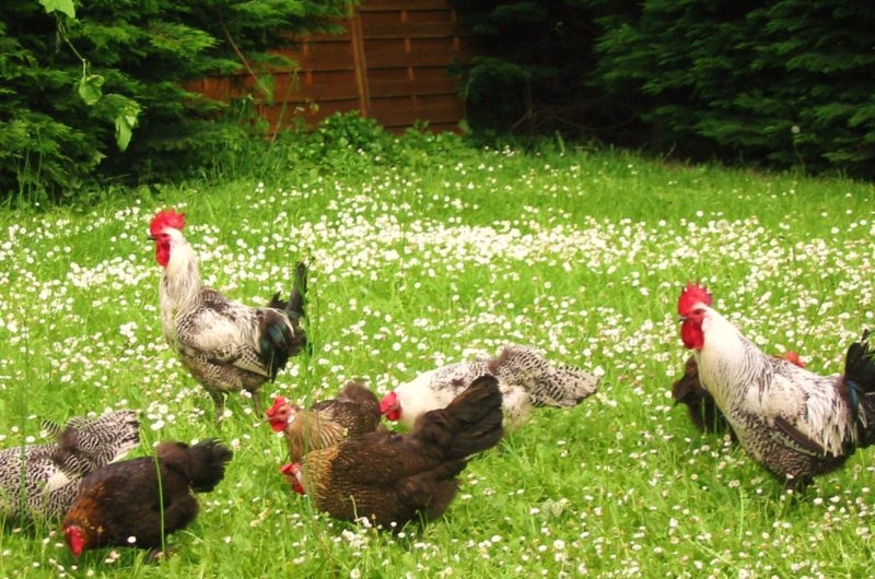 Camping Bienvenue à la Ferme de Léanou