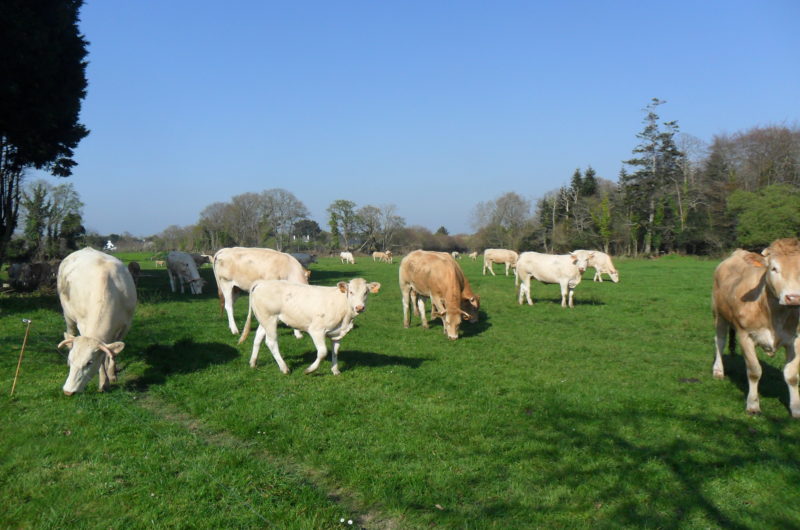 Campingplatz Willkommen auf dem Bauernhof Léanou