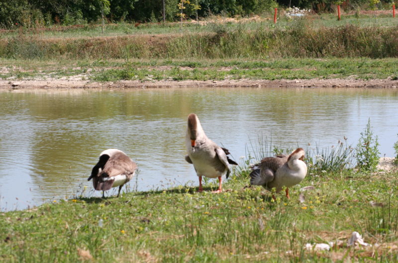 Camping Bienvenue à la Ferme de Léanou