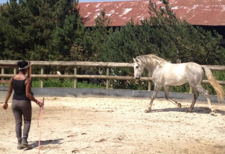 Paardensportcentrum Ehoetoi