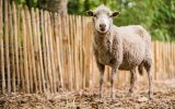 Schapen uit de Landes van Bretagne