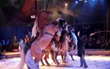 Spectacle équestre « Cavale » par la compagnie Jehol