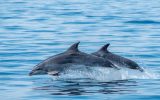 Fauna-Ocean—MAIN-PHOTO—bottlenose dolphin—sebastien-roques