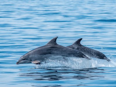 Fauna-Ocean—MAIN-PHOTO—bottlenose dolphin—sebastien-roques