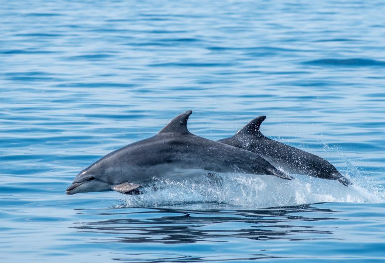 Fauna-Ocean—MAIN-PHOTO—bottlenose dolphin—sebastien-roques