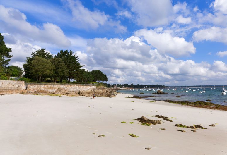 Les oiseaux – Plage