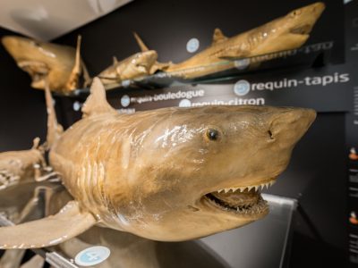 MUSEE DE L’AMIRAL les requins