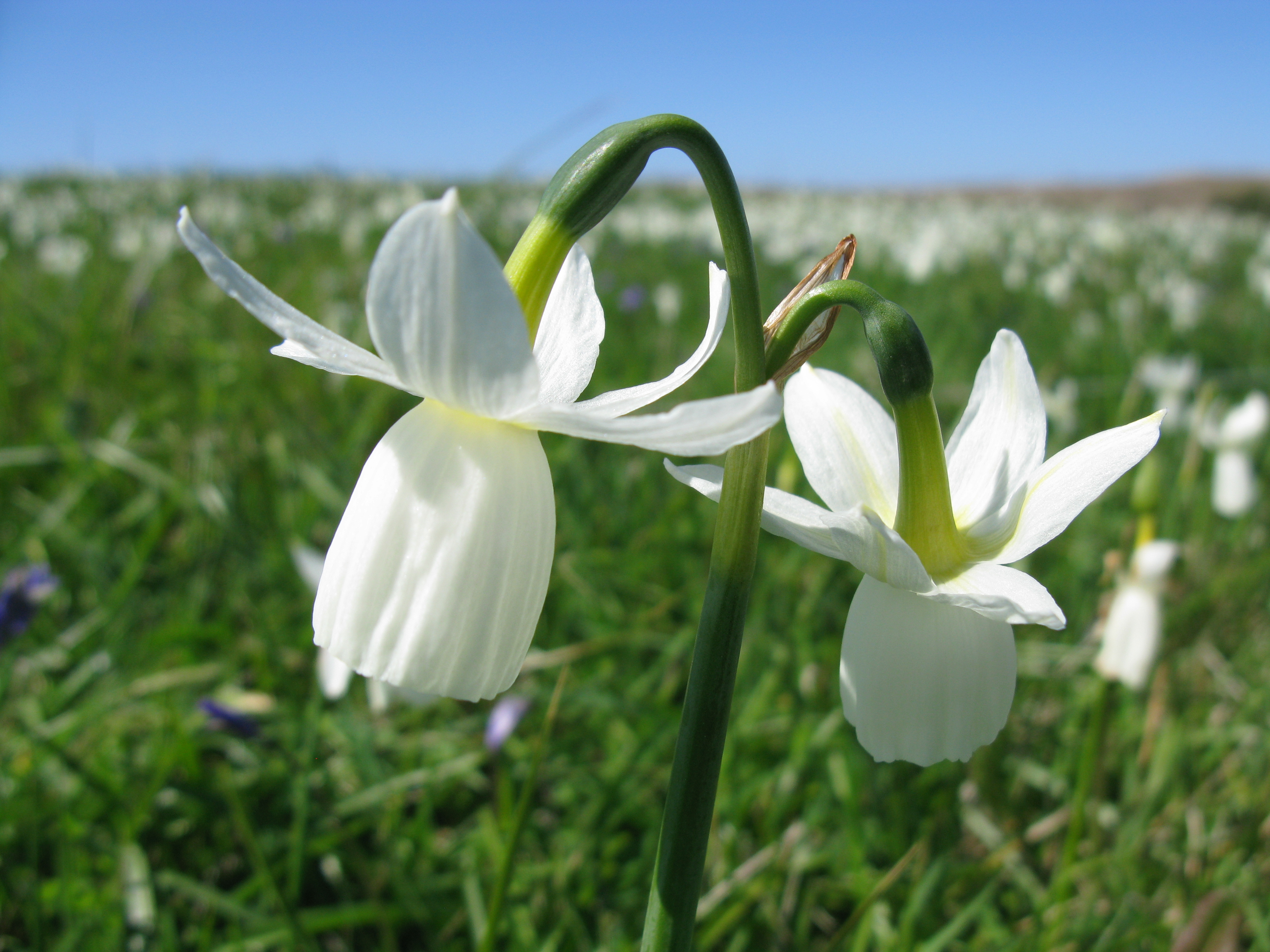 Glénan Narcissus