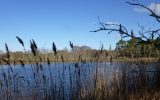 Marais de Mousterlin 2