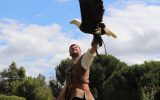 Spectacle de fauconnerie