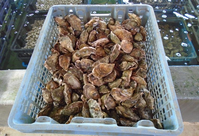 Oysters from the Viviers de Penfoulic