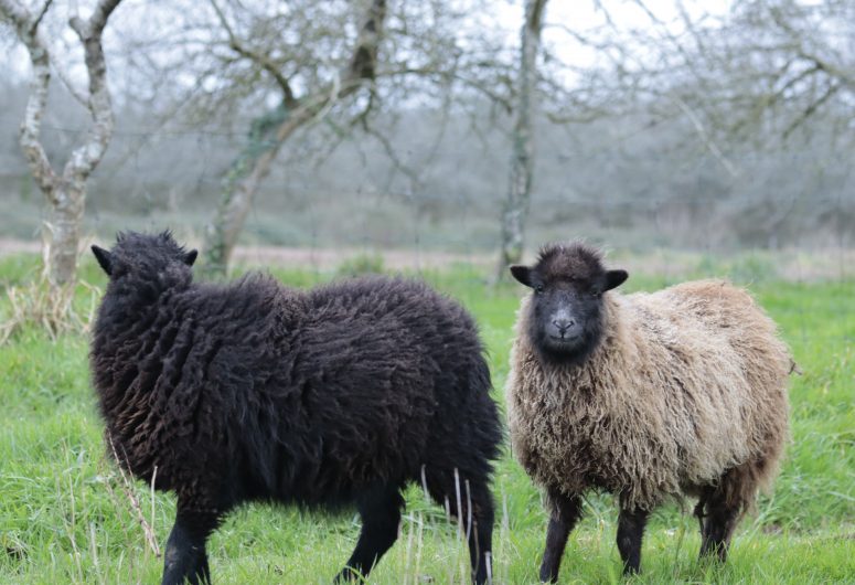 Schapen - Kermao-boomgaarden