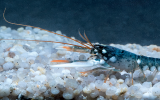 marinarium Concarneau – Aquarium de Concarneau à Pont-Aven