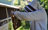 Beekeeper – Fouesnant honey house