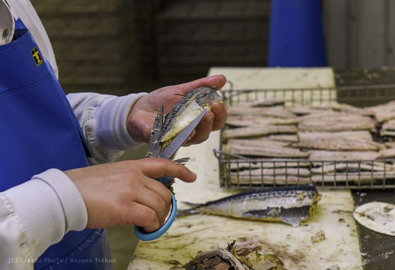 mackerel trimming – Kerbriant cannery