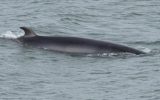 minke whale—paul-dufour—recadre-5