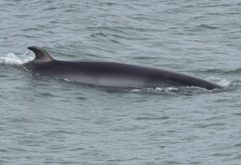 minke whale—paul-dufour—recadre-5