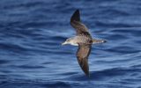 Faune Océan -puffin-cendre-